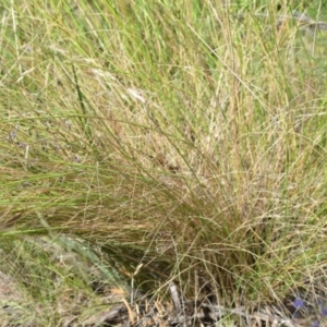 Rytidosperma pallidum at Wamboin, NSW - 27 Nov 2021 07:06 PM