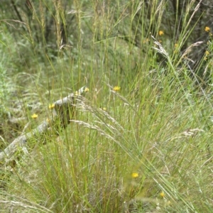 Rytidosperma pallidum at Wamboin, NSW - 27 Nov 2021 07:06 PM