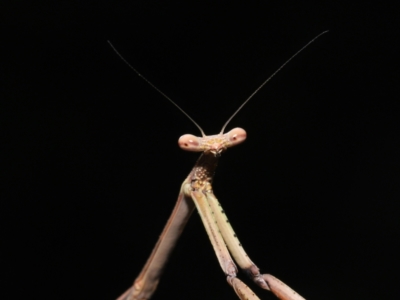 Unidentified Praying mantis (Mantodea) at Wellington Point, QLD - 30 Mar 2022 by TimL