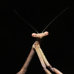 Unidentified Praying mantis (Mantodea) (TBC) at Wellington Point, QLD - 30 Mar 2022 by TimL