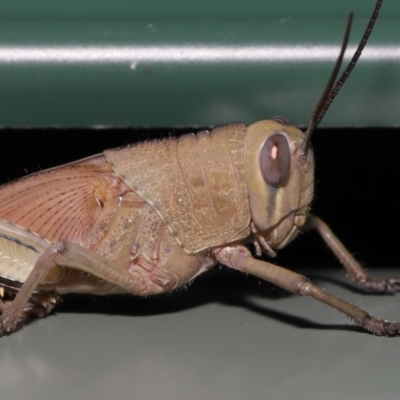 Unidentified Grasshopper (several families) at Wellington Point, QLD - 30 Mar 2022 by TimL