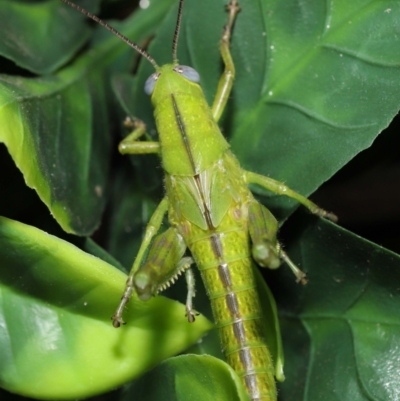 Unidentified Grasshopper (several families) at Wellington Point, QLD - 31 Mar 2022 by TimL