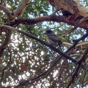 Cracticus torquatus (Grey Butcherbird) at Wirlinga, NSW by RobCook
