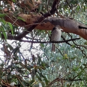 Cracticus torquatus at Wirlinga, NSW - 21 Apr 2022