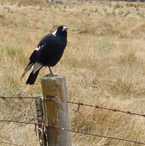 Gymnorhina tibicen at Wirlinga, NSW - 20 Apr 2022