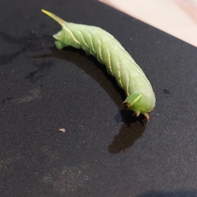 Psilogramma casuarinae (Privet Hawk Moth) at Wirlinga, NSW - 19 Apr 2022 by RobCook