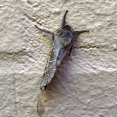 Oxycanus (genus) (Unidentified Oxycanus moths) at Aranda, ACT - 21 Apr 2022 by KMcCue