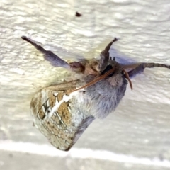 Oxycanus (genus) at Aranda, ACT - 21 Apr 2022