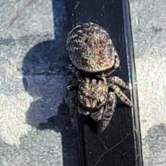 Unidentified Jumping & peacock spider (Salticidae) (TBC) at Molonglo Valley, ACT - 21 Apr 2022 by trevorpreston