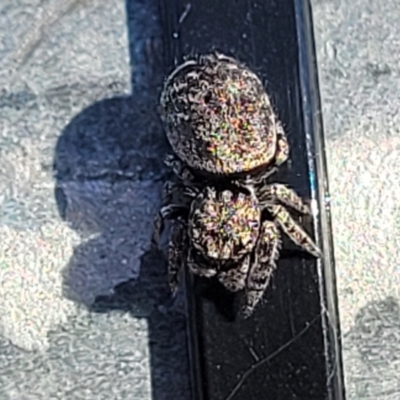 Unidentified Jumping or peacock spider (Salticidae) at Denman Prospect, ACT - 21 Apr 2022 by trevorpreston