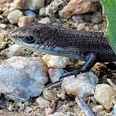 Carlia tetradactyla (Southern Rainbow Skink) at Block 402 - 21 Apr 2022 by trevorpreston