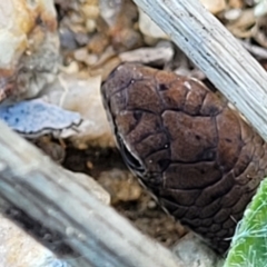 Carlia tetradactyla at Molonglo Valley, ACT - 21 Apr 2022