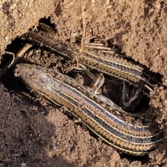 Ctenotus robustus (Robust Striped-skink) at Stromlo, ACT - 21 Apr 2022 by trevorpreston