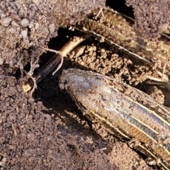 Ctenotus robustus at Stromlo, ACT - 21 Apr 2022