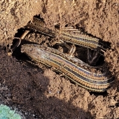 Ctenotus robustus at Stromlo, ACT - 21 Apr 2022