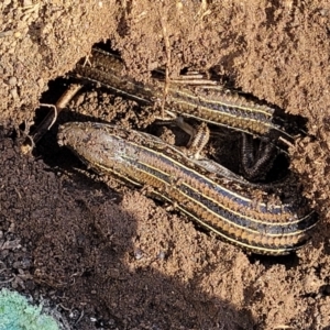 Ctenotus robustus at Stromlo, ACT - 21 Apr 2022