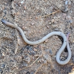 Aprasia parapulchella (Pink-tailed Worm-lizard) at Block 402 - 21 Apr 2022 by trevorpreston