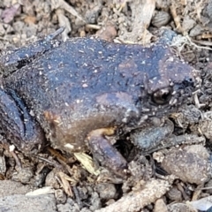 Uperoleia laevigata (Smooth Toadlet) at Block 402 - 21 Apr 2022 by trevorpreston