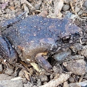 Uperoleia laevigata at Stromlo, ACT - 21 Apr 2022