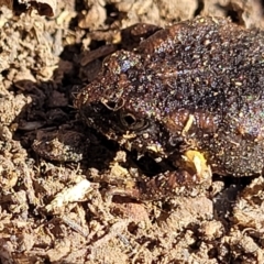 Uperoleia laevigata at Stromlo, ACT - 21 Apr 2022 01:30 PM