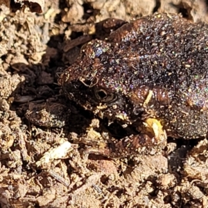 Uperoleia laevigata at Stromlo, ACT - 21 Apr 2022