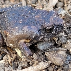 Uperoleia laevigata at Stromlo, ACT - 21 Apr 2022 01:30 PM