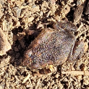 Uperoleia laevigata at Stromlo, ACT - 21 Apr 2022