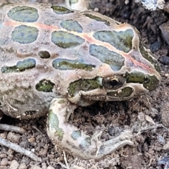 Limnodynastes tasmaniensis (Spotted Grass Frog) at Block 402 - 21 Apr 2022 by trevorpreston