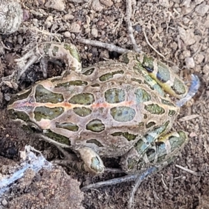 Limnodynastes tasmaniensis at Stromlo, ACT - 21 Apr 2022