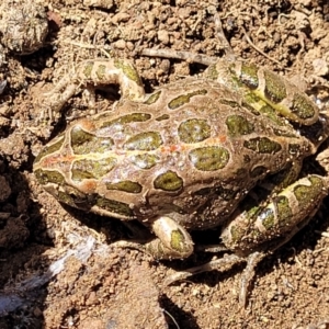 Limnodynastes tasmaniensis at Stromlo, ACT - 21 Apr 2022