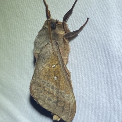 Oxycanus (genus) (Unidentified Oxycanus moths) at QPRC LGA - 20 Apr 2022 by Steve_Bok