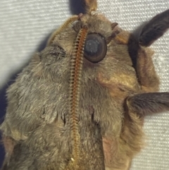 Oxycanus (genus) at Jerrabomberra, NSW - 20 Apr 2022