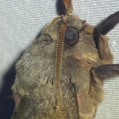 Oxycanus (genus) at Jerrabomberra, NSW - 20 Apr 2022