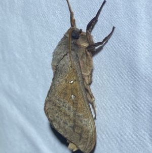 Oxycanus (genus) at Jerrabomberra, NSW - 20 Apr 2022