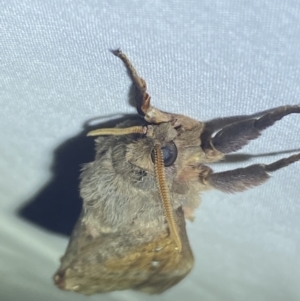 Oxycanus (genus) at Jerrabomberra, NSW - 20 Apr 2022