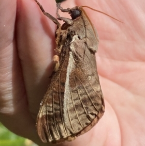 Oxycanus australis at Jerrabomberra, NSW - 20 Apr 2022