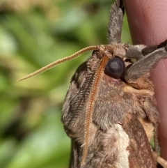 Oxycanus australis at Jerrabomberra, NSW - suppressed