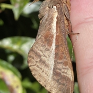 Oxycanus australis at Jerrabomberra, NSW - suppressed