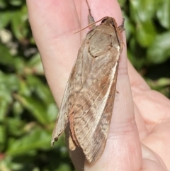 Oxycanus australis at Jerrabomberra, NSW - suppressed