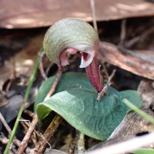 Corybas aconitiflorus at Yerriyong, NSW - 20 Apr 2022