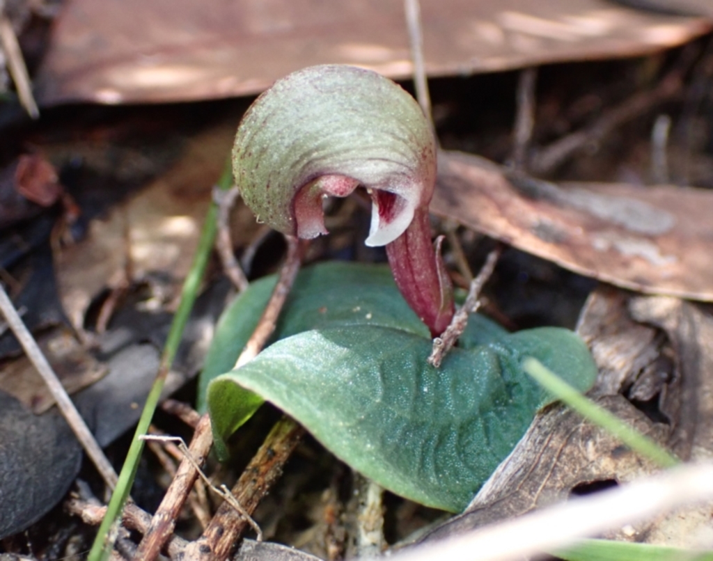 Corybas aconitiflorus at Yerriyong, NSW - 20 Apr 2022