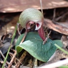 Corybas aconitiflorus (Spurred Helmet Orchid) at Yerriyong, NSW - 20 Apr 2022 by AnneG1