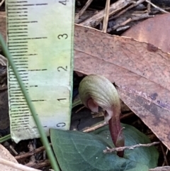 Corybas aconitiflorus at Yerriyong, NSW - suppressed