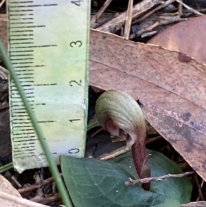 Corybas aconitiflorus at Yerriyong, NSW - suppressed