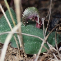 Corybas aconitiflorus at Yerriyong, NSW - 20 Apr 2022