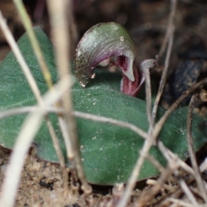 Corybas aconitiflorus at Yerriyong, NSW - 20 Apr 2022