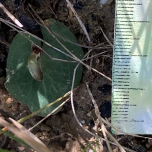 Corybas aconitiflorus at Yerriyong, NSW - suppressed