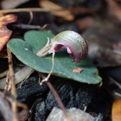 Corybas aconitiflorus at Yerriyong, NSW - 20 Apr 2022