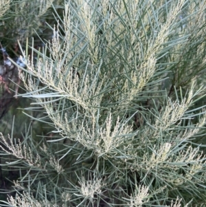 Acacia boormanii at Stromlo, ACT - 21 Apr 2022