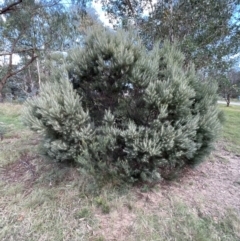 Acacia boormanii at Stromlo, ACT - 21 Apr 2022